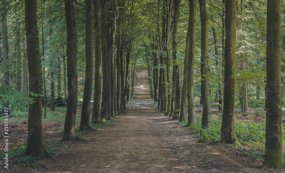 Obraz premium Dutch Nature