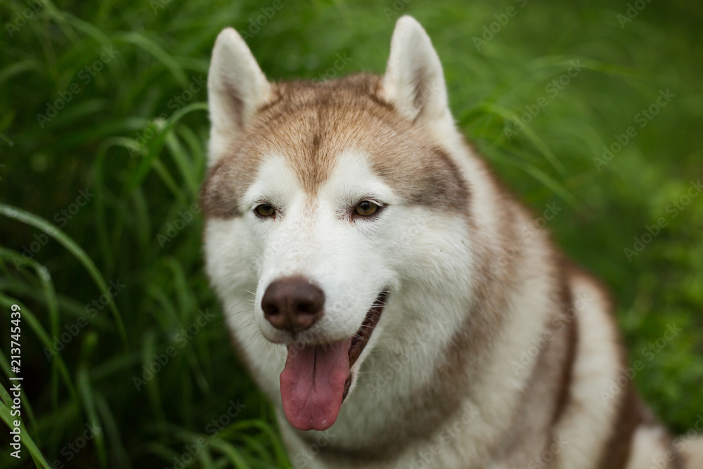 Portrait of serious beige dog breed siberian husky with tonque hanging out sitting in the green forest