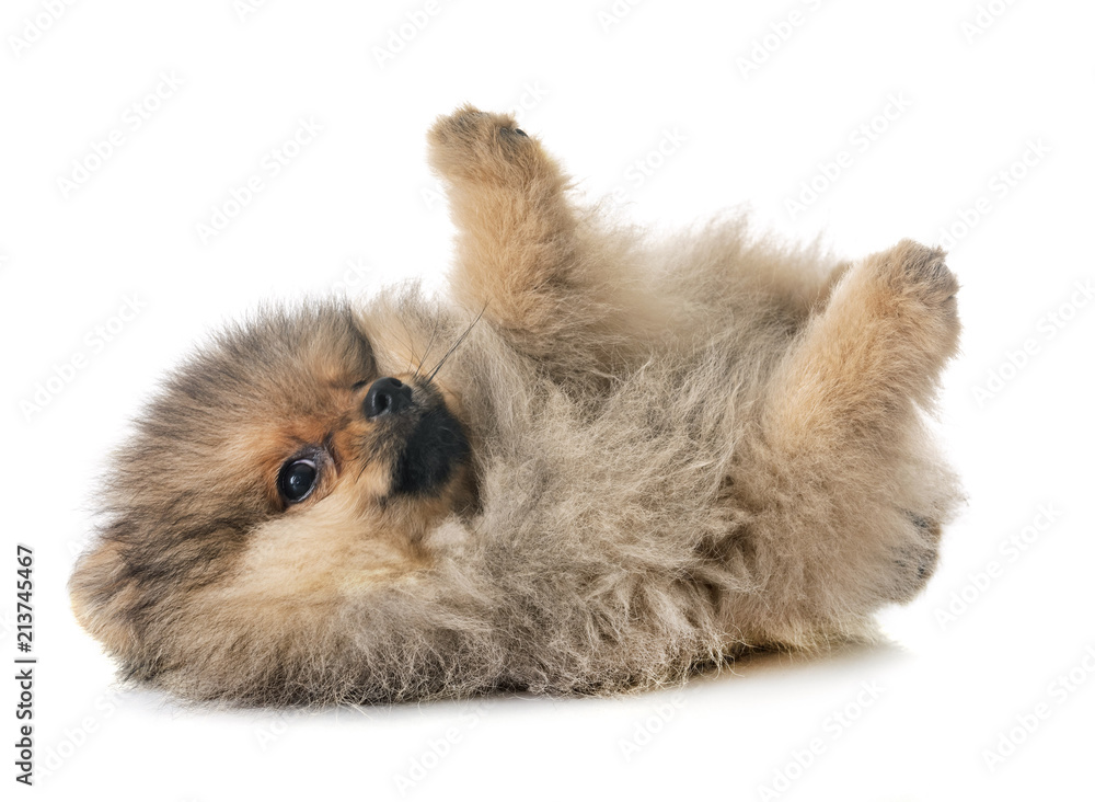 Obraz premium puppy pomeranian in studio