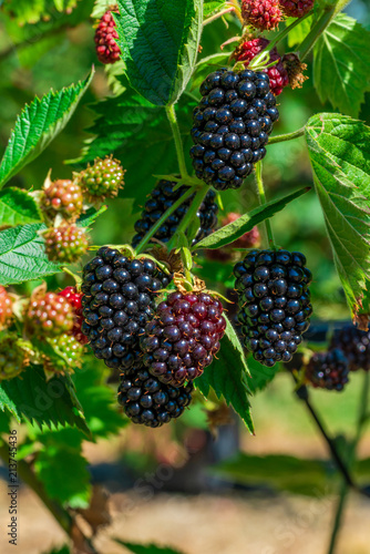Blackberries ripening on a bush - closeup with selective focus