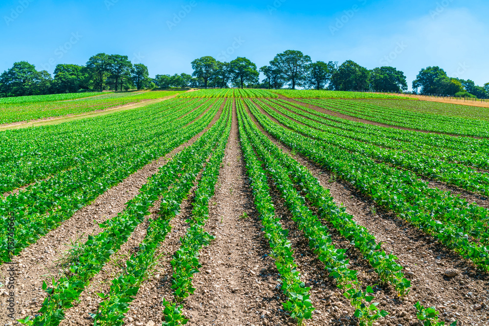 French beans plants growing on English vegetable farm French beans plants growing on English vegetable farm