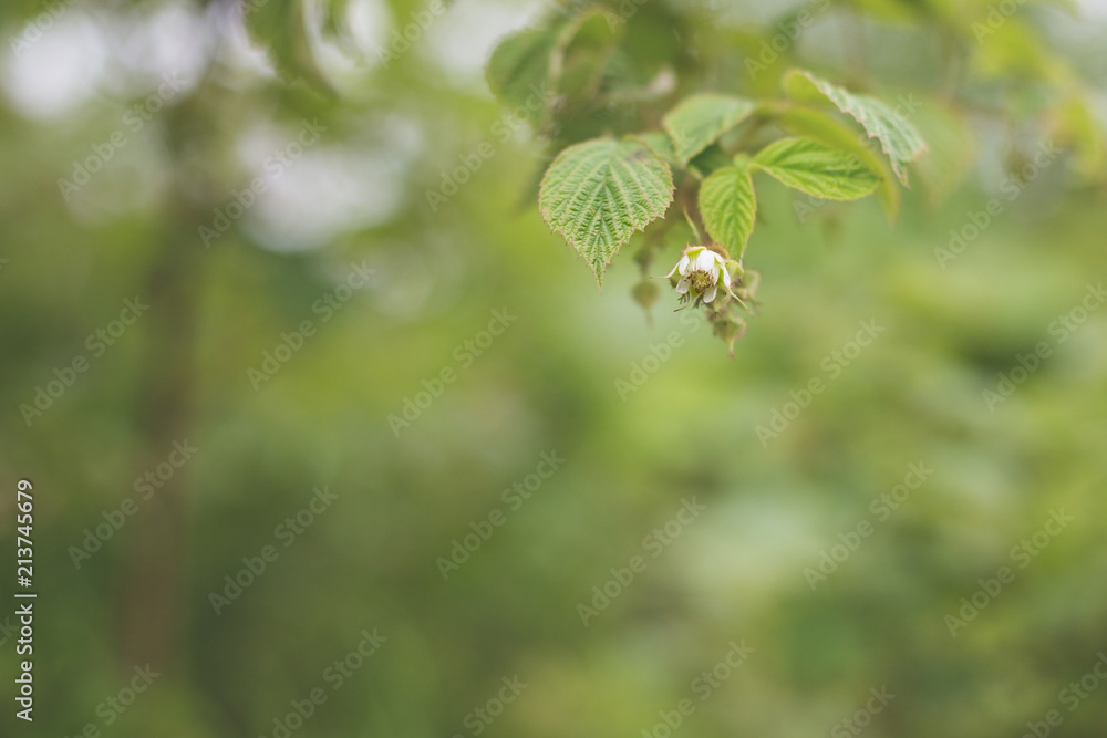 Green soft focused background of wild raspberry leaves in summer