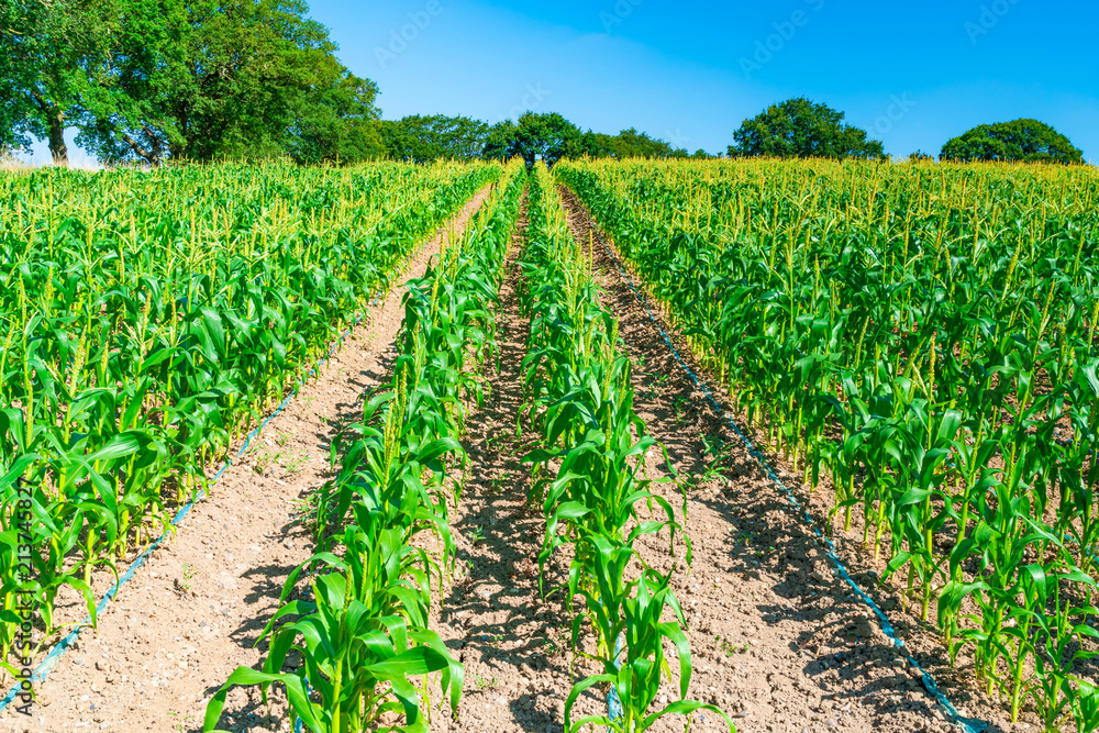 Corn plants grwoing on the field in Middlesex, UK Corn plants grwoing on the field in Middlesex, UK