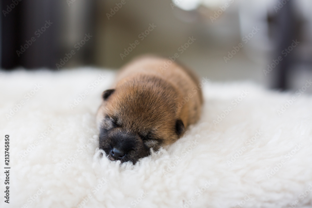 Close-up portrait of cute newborn Shiba Inu puppy sleeping on the blanket Close-up portrait of cute newborn Shiba Inu puppy sleeping on the blanket