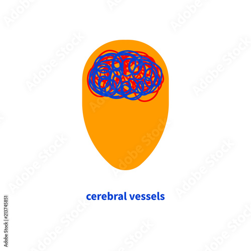 Vessels of brain