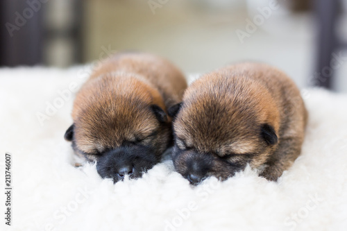 Close-up portrait of two cute newborn Shiba Inu puppies sleeping on the blanket. © Anastasiia