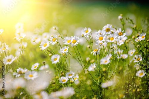 Fototapeta Naklejka Na Ścianę i Meble -  White daisies swaying in the wind 