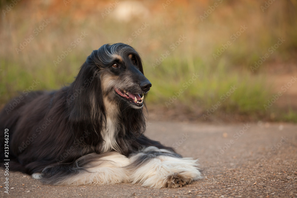 stylish dog breed Afghan hound posing while lying stylish dog breed Afghan hound posing while lying