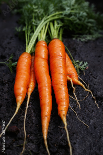 delicious and wholesome  ripe orange carrot lays in a bunch in a vegetable garden pulled out of the ground on a farm