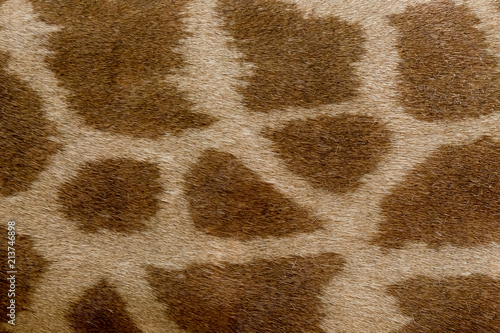 Giraffe skin pattern. Giraffe fur close-up. Animal natural leather background.