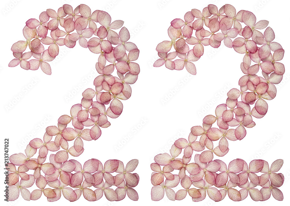 Arabic numeral 22, twenty two, from flowers of hydrangea, isolated on white background Arabic numeral 22, twenty two, from flowers of hydrangea, isolated on white background
