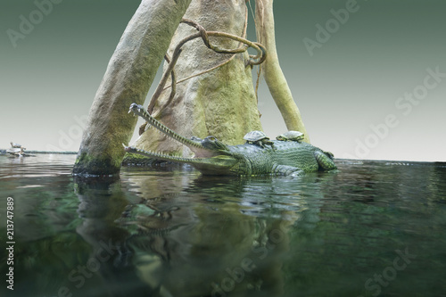 Gharial in wet ambiance photo