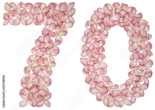 Arabic numeral 70, seventy, from flowers of hydrangea, isolated on white background