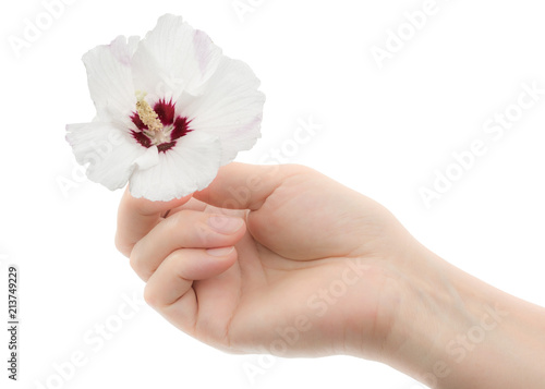 A woman's hand holds a flower of hibiscus, isolated on white background
