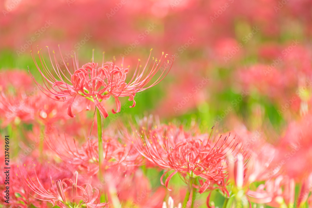 Close - up Red spider lily in autumn Close - up Red spider lily in autumn