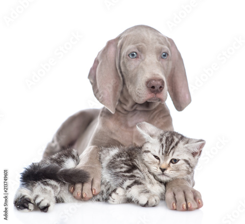 Weimaraner puppy hugging scottish tabby kitten. isolated on white background