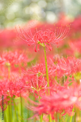 Close - up Red spider lily in autumn © torsakarin