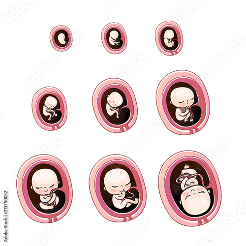 Human fetus inside the womb 1 to 9 months.Vector illustrations