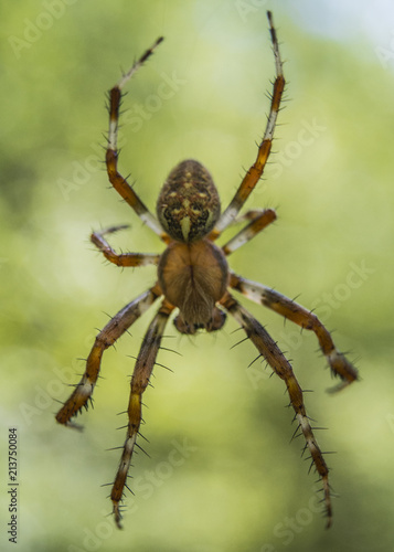 Closeup macro orange and yellow spider sitting on the web