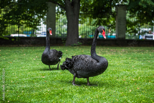 Concept of birds life, black swans in park. Beautiful nature in modern park 