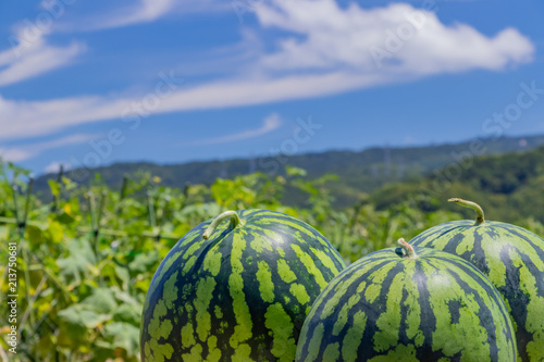 Konstfotografi スイカ畑　夏イメージ