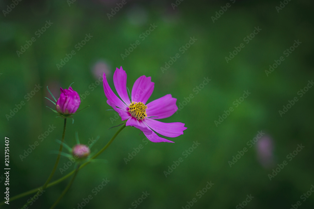 Fototapeta premium Cosmos flowers on a green background.
