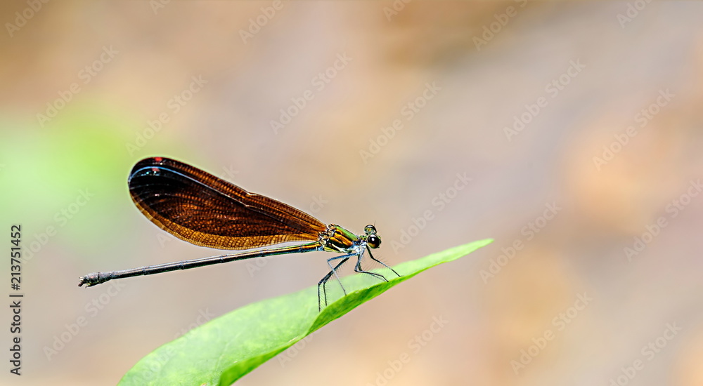 dragonfly dragonfly