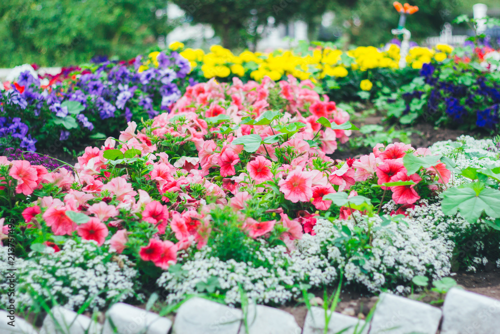 Bright garden flowers on a green background.