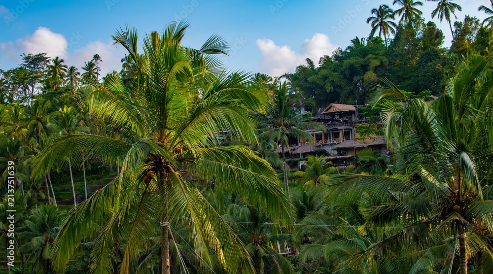 Beautiful tropical palm trees at sky near Asian house