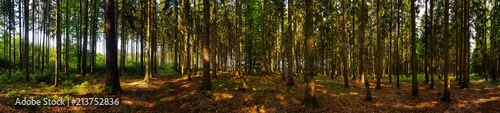 view in the forest panorama with trees