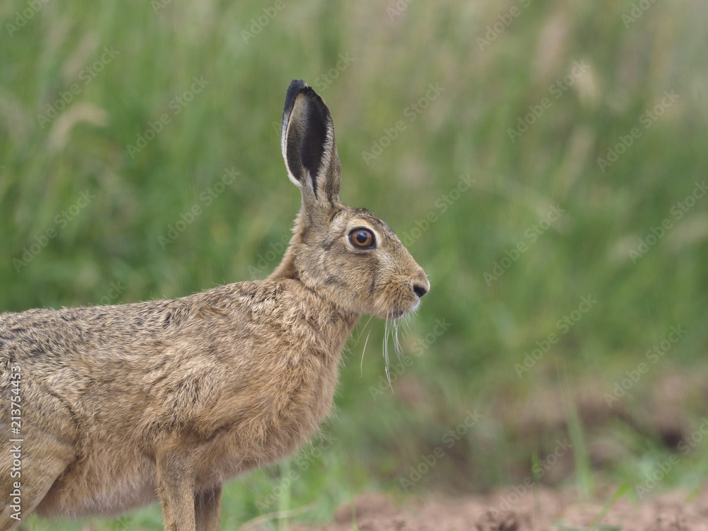 Fototapeta premium Zając szarak, Lepus europaeus