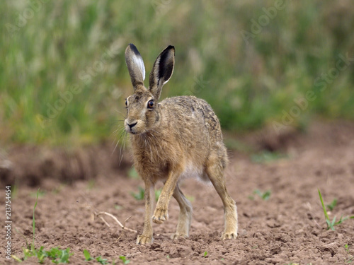 European brown hare, Lepus europaeus
