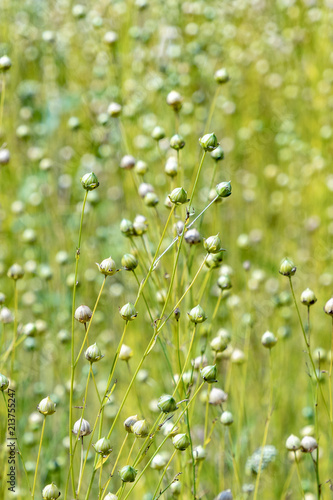 dry seed capsules of common flax (Linum usitatissimum) in a field