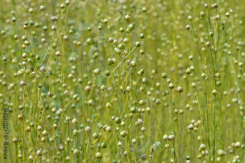 dry seed capsules of common flax (Linum usitatissimum) in a field