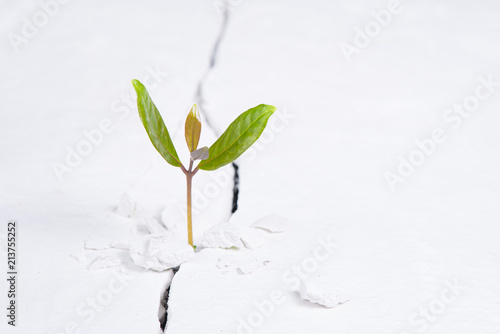 Little plant grow on cracked street , new life growth ecology development concept