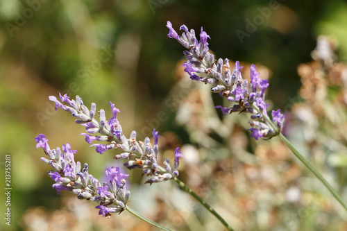 Fototapeta Naklejka Na Ścianę i Meble -  Brin de lavande dans un jardin