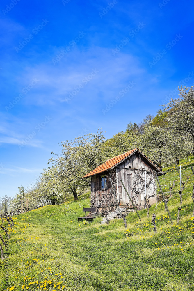 Wooden hut on meadow in vineyards