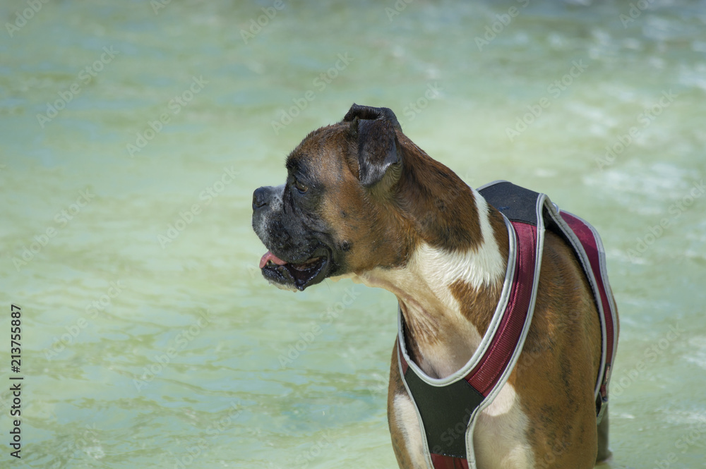 perro boxer en el agua