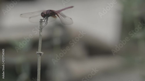 Dragonfly, red, flying, landing, woodstick, ungraded photo