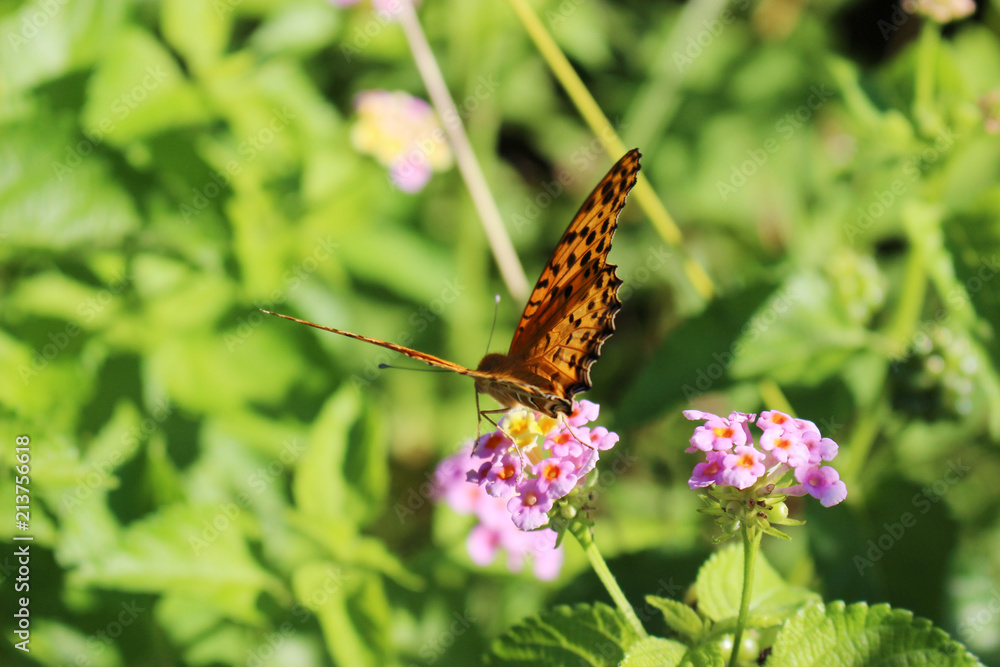 ランタナの花の蜜を吸うツマグロヒョウモンのオス