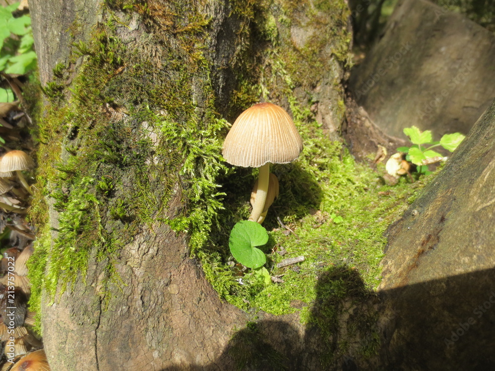 Fototapeta premium mushroom, wald, natur, pilz, moos, herbst