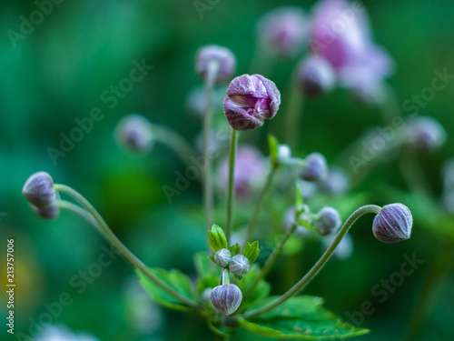 A Floral natural delicate background. Anemone. Japanese anemone (Anemone hupehensis) in flower. 