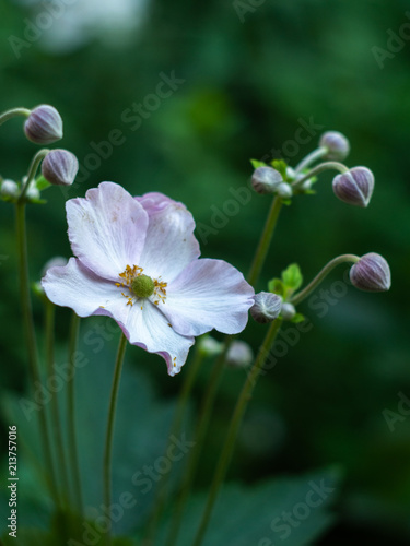 A Floral natural delicate background. Anemone. Japanese anemone  Anemone hupehensis  in flower. 