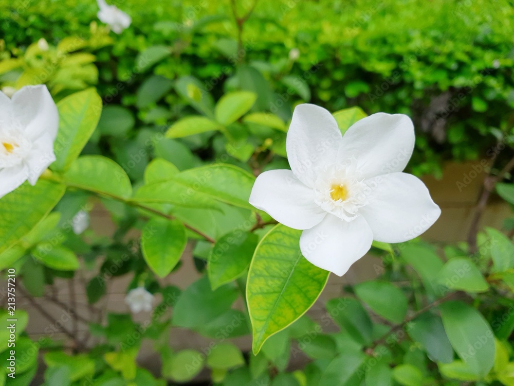 Close up of white flower on blurred background (Orange Jessamine, Satin-wood, Cosmetic Bark Tree), Flower as a background, Top view, space for your text. Ecological Concept, Close up of white flower on blurred background (Orange Jessamine, Satin-wood, Cosmetic Bark Tree), Flower as a background, Top view, space for your text. Ecological Concept,