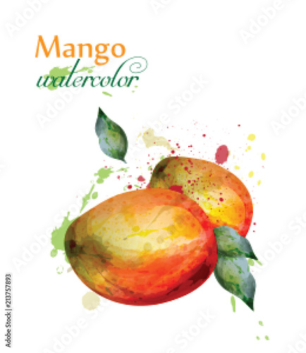 Mango fruit watercolor Vector. Delicious colorful isolated designs