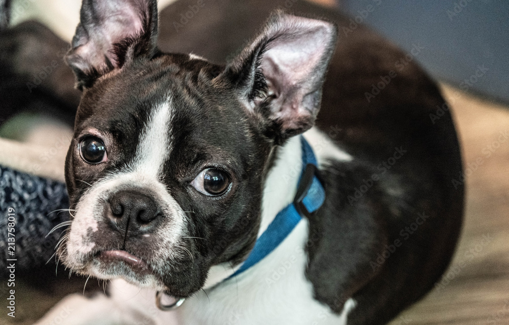 Closeup of Cute Boston Terrier staring straight into the camera with wide eyes