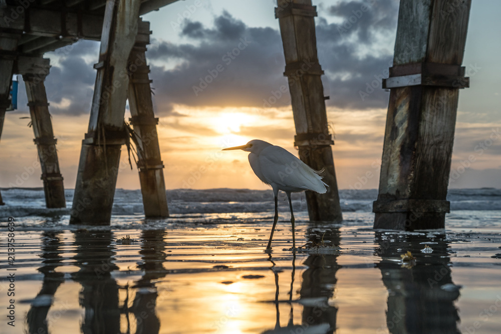 Beach Bird Pose Beneath Sun Glow Pier Along Daytona's Coast In Florida.