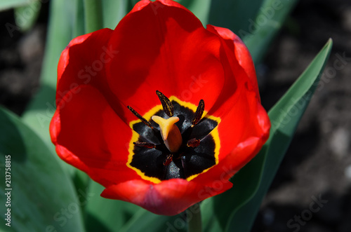Red blossoming tulip close-up, inside of which is a pistil with stamens in pollen