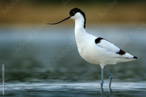 Pied Avocet - Recurvirostra avosetta on the lake on migration