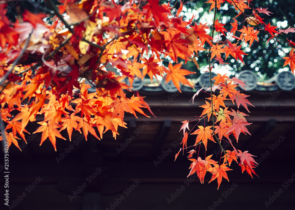 Red Maple tree leaves in temple Autumn season Japan background Red Maple tree leaves in temple Autumn season Japan background